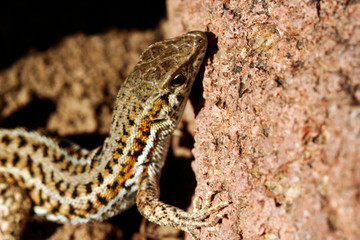 cute lizard in nature close-up