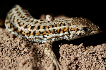 cute lizard in nature close-up