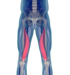 Medical muscle illustration of the vastus medialis. 3d illustration