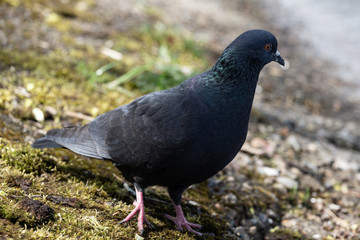 Pigeons by the water in Izmailovo park