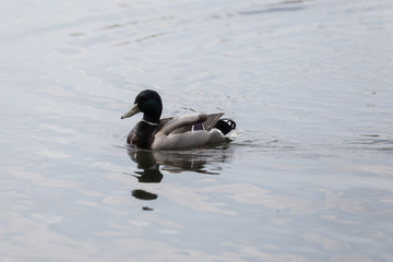 Ducks over the water in Izmailovo Park