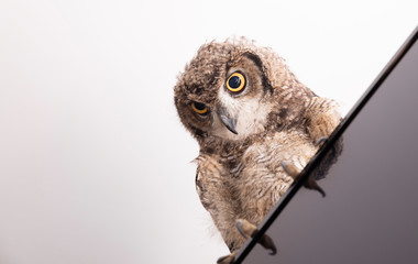 a old owl in the tv screen
