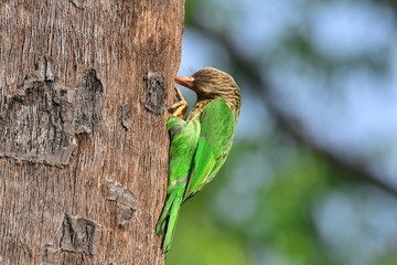 Lineated barbet with nature