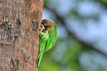 Lineated barbet with nature