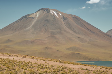 Vicugnas at the range of Miscanti Lagoon. Flamingos National Reserve Conaf. San Pedro de Atacama, Antofagasta - Chile. Desert. Andes Range & Route 23..
