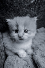 little cat © Piotr