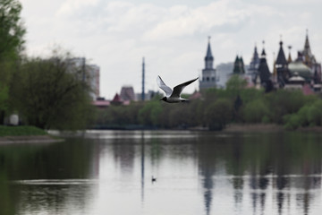 Seagulls over the water in Izmailovo Park
