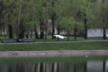 Seagulls over the water in Izmailovo Park