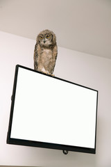 a old owl in the tv screen