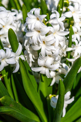 White Hyacinth