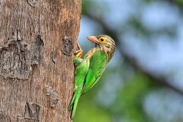 Lineated barbet with nature