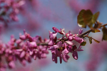 Redbud Tree / Cercis siliquastrum