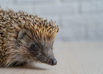 Wild hedgehog. Small mammal with spiny hairs on its back and sides