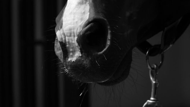 Closeup and detail of nostrils horse