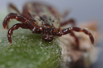 Super macro close up of parasitic Dermacentor reticulatus, also known as the ornate cow tick, ornate dog tick, meadow tick, and marsh tick. It is found in wood areas in Europe and Western Asia.