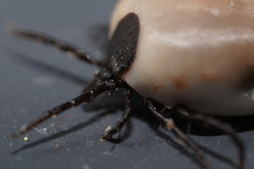 Super macro close up of female Ixodes ricinus, the castor bean tick, a chiefly European species of hard-bodied tick. It  can transmit Lyme disease and tick-borne encephalitis.