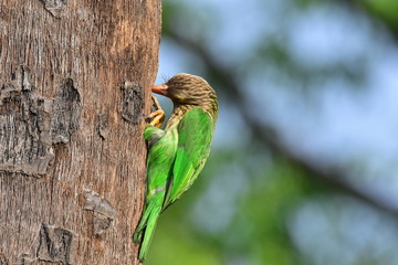 Lineated barbet with nature