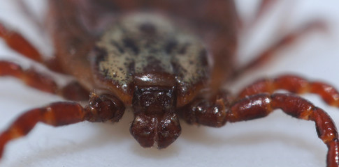 Super macro close up of parasitic Dermacentor reticulatus, also known as the ornate cow tick, ornate dog tick, meadow tick, and marsh tick. It is found in wood areas in Europe and Western Asia.