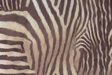 Naklejka na ściany i meble zebra skin texture abstract background