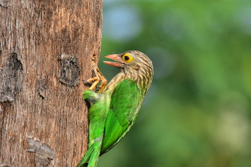 Lineated barbet with nature