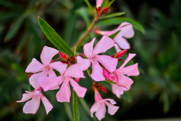 beautiful belarusian spring flowers. on a blurred background. macro