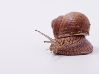 large grape snail on a white background