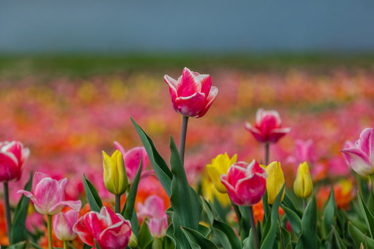Group of colourful tulips. Selective focus. Colourful tulip photo background.