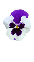 Clipart made of natural blue pansy flower...Studio Shot of Blue Colored Pansy Flower Isolated on White Background. Large Depth of Field (DOF). Macro. Symbol of Fun and Reminiscence...