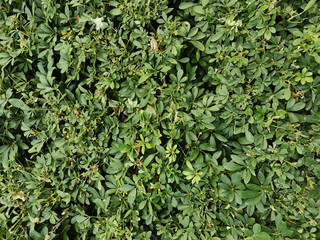 Obraz premium a green shrubs texture close up view