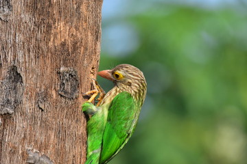 Lineated barbet with nature