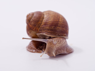 large grape snail on a white background