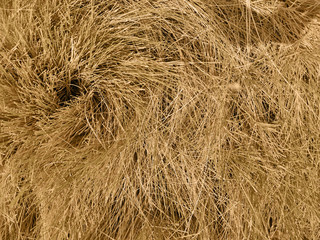 Close up view of a dry yellow grass