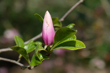 Obraz na płótnie Canvas Almaty / Kazakhstan - 04.28.2020 : The first Magnolia blossom in the Botanical garden