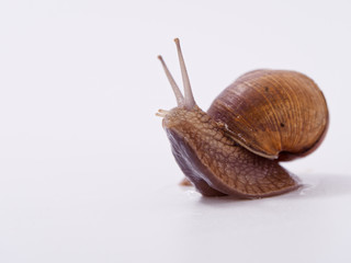 large grape snail on a white background