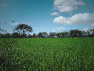 Lush Green Paddy Field with clouds