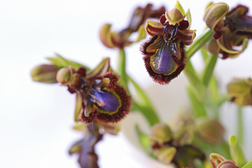 Mirror orchid ; Ophrys speculum