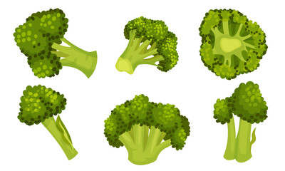 Green Broccoli Cabbage on Stalk as Healthy Nutrition Vector Set