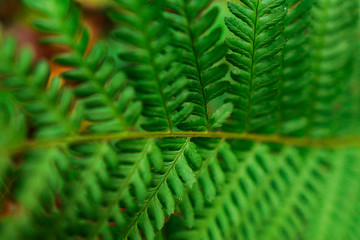 Fern plant in the forest 