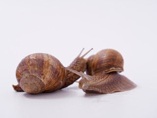 large grape snail on a white background