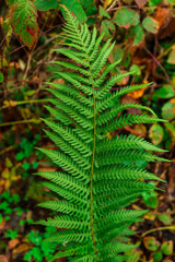 Fern plant in the forest 