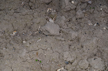 Young spring grass on the ground photo