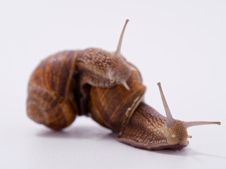 large grape snail on a white background