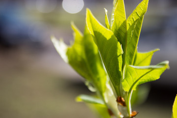 young growing branch in spring