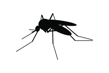 mosquito isolated on white vector