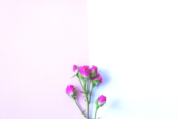 Naklejka na ściany i meble Flowers on a colored background