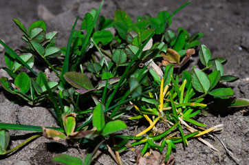 Young spring grass on the ground photo