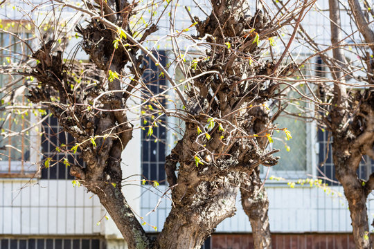 spring in city - fresh shoots on pruned tree trunk and apartment house on background (focus on green leaves on foreground)