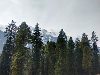 pine forest in the mountains
