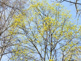 spring in city - blossoming maple trees with blue sky on background in urban yard