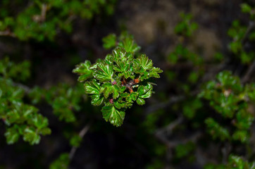 Branches with spring foliage of a currant bush against a bonfire